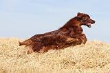 SETTER IRLANDAIS 059